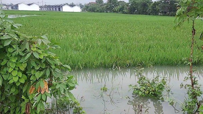 berita desa margakaya karawang